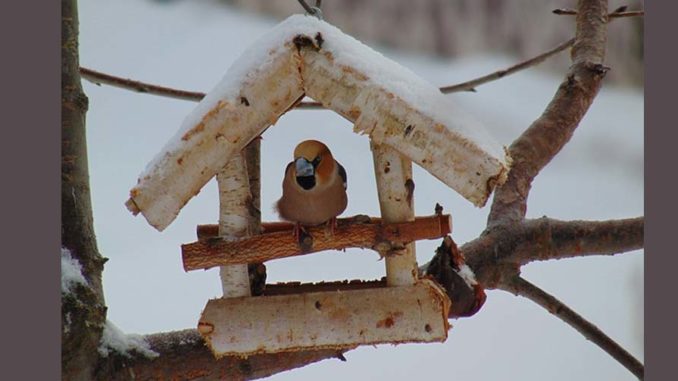 dokarmianie ptaków zimą