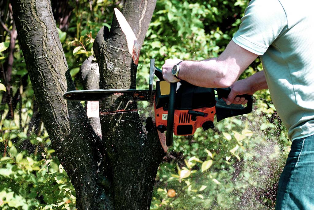 pozwolenie na wycinkę drzew